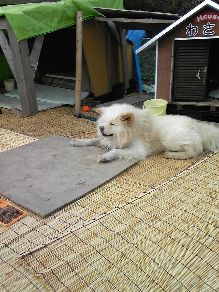 ブスカワ、わさお