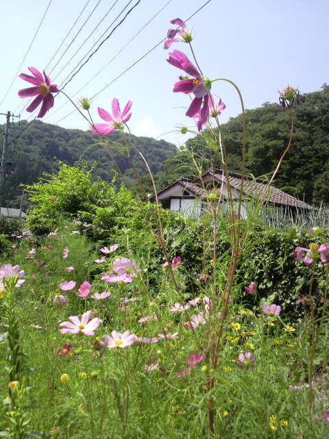 お久しぶり(<br />
 ゜▽゜)/