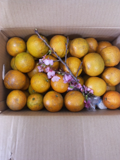 沖縄のお友達が